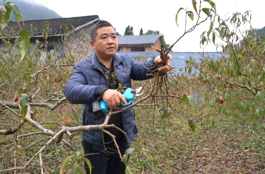 希望的田野|中方县铁坡镇培丰村：黄桃冬季管护正当时