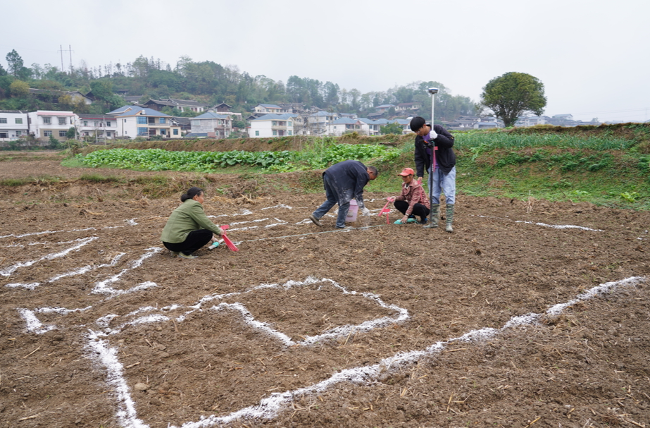 中方桐木镇桐坪村：打造油菜花海景观 促进美丽乡村建设