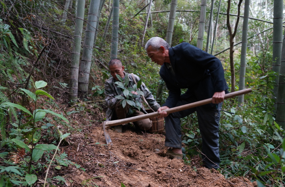 希望的田野|中方县：冬笋开挖助推村民增收致富