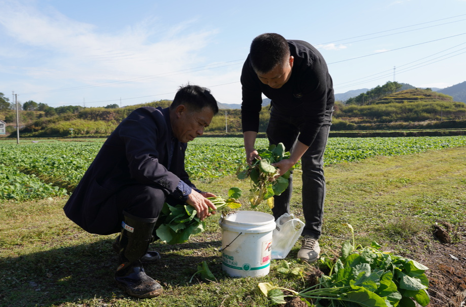 中方縣：農(nóng)技專家現(xiàn)場“把脈問診” 有效防治油菜根腫病