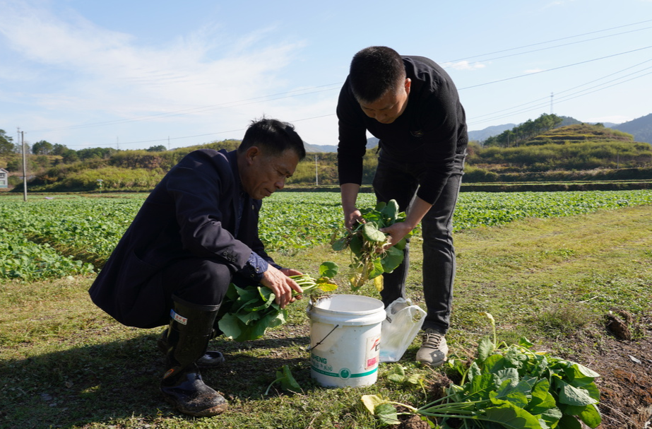 中方县：农技专家现场“把脉问诊” 有效防治油菜根肿病