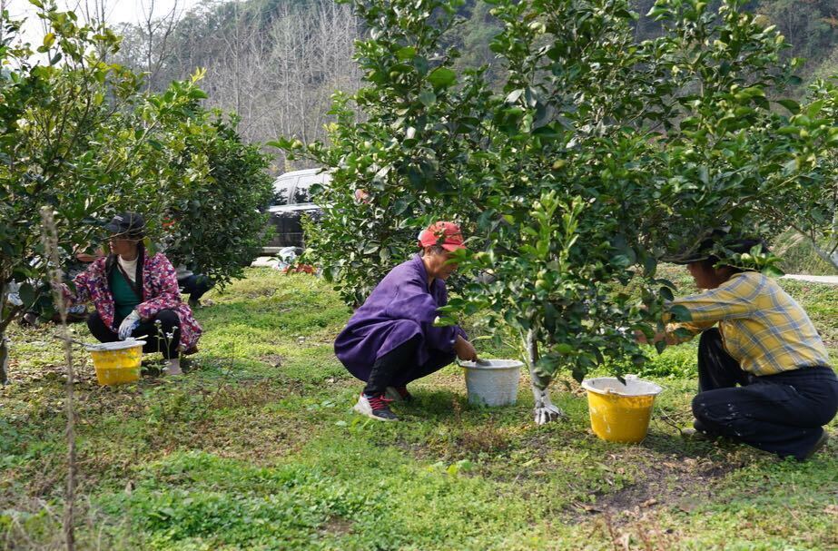 中方县：抢抓时节忙冬管，助力枳壳增产农户增收