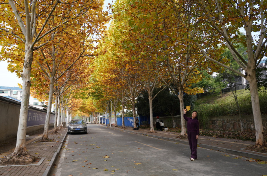 视频|中方县：百米“梧桐大道” 油画风景惹人醉
