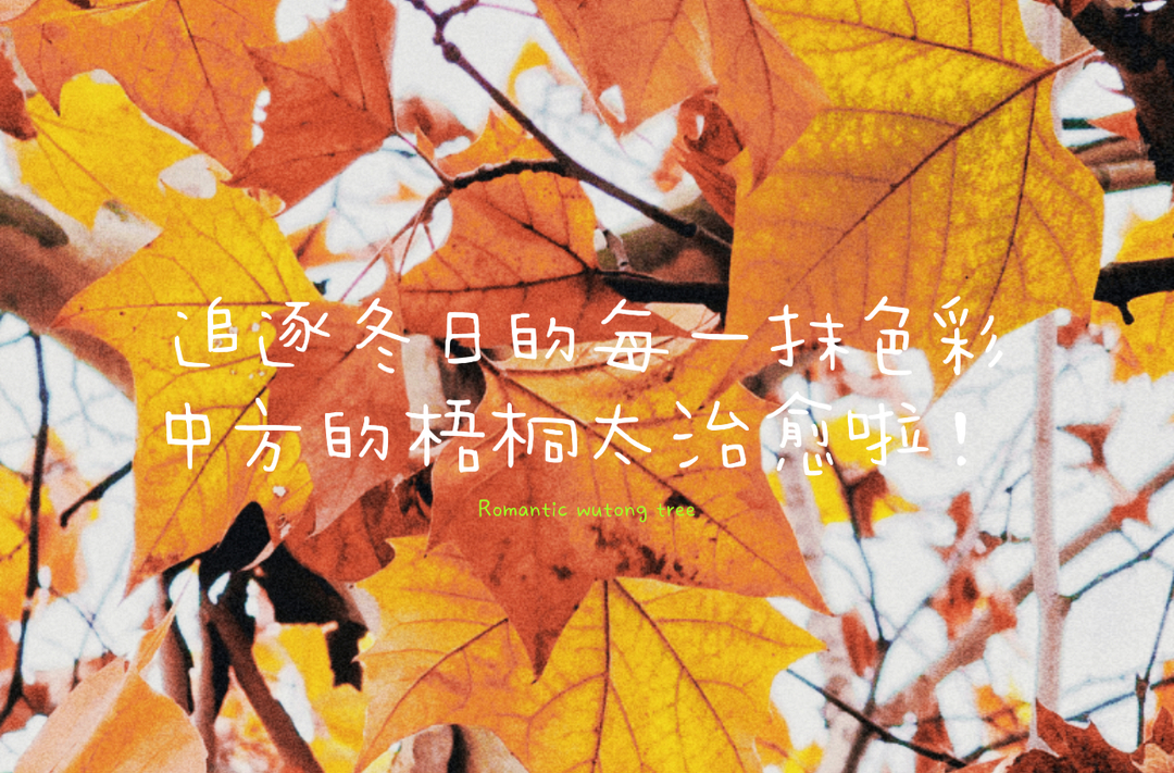 视频|追逐冬日的每一抹色彩 中方的梧桐太治愈啦！