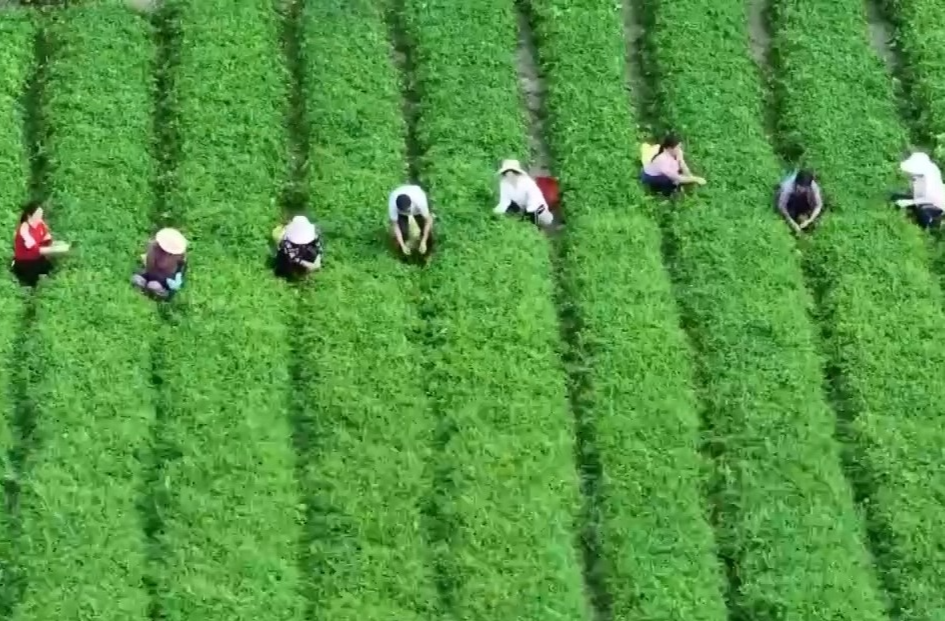 这组数字好亮眼！2024中国“三农”成绩单出炉