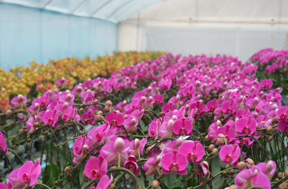 希望的田野｜中方县新建镇：“蝴蝶”花开 铺就芬芳振兴路