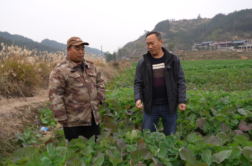 中方县：农技人员田间地头指导，开展低温寒冷天气防范工作