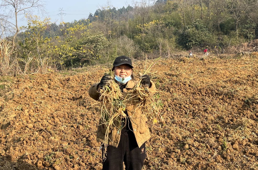 希望的田野|中方县泸阳镇：前胡喜丰收 振兴路上药香浓