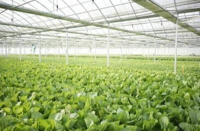 @湖南菜农：低温雨雪天气来袭，蔬菜生产可采取这些措施