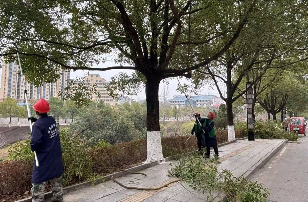 中方县城管执法局：开展冬季修剪行动，助力城市绿化升级