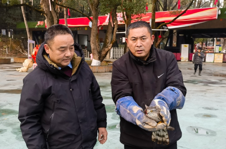 中方县林业局成功救助国家二级保护野生动物雀鹰