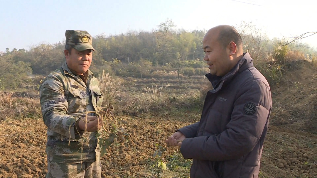 视频I中方县泸阳镇：前胡喜丰收 振兴路上药香浓