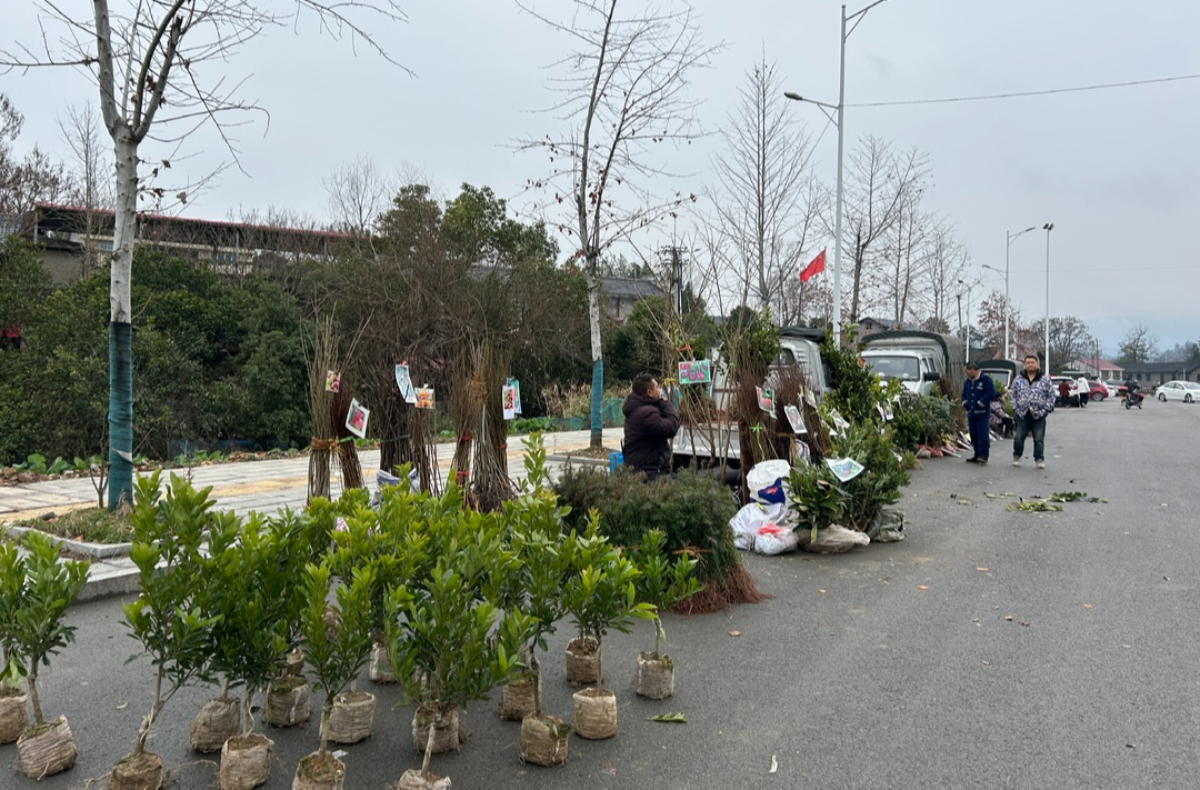 新春走基层|中方镇：立春逢赶集 苗木市场销售旺