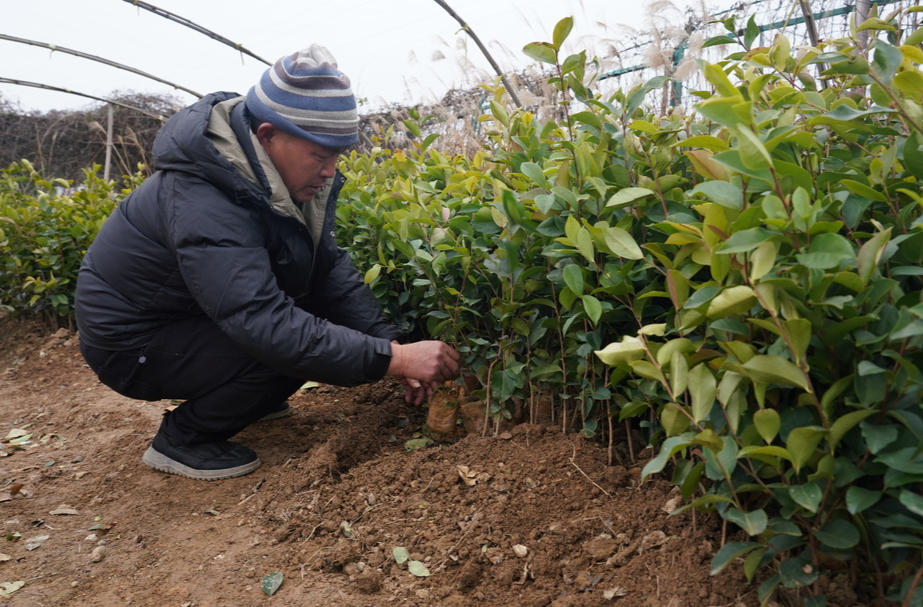 希望的田野|中方：人勤春来早  油茶苗木销售忙