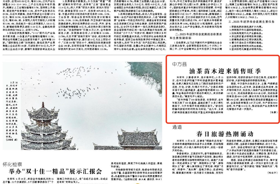 怀化日报|中方县：油茶苗木迎来销售旺季