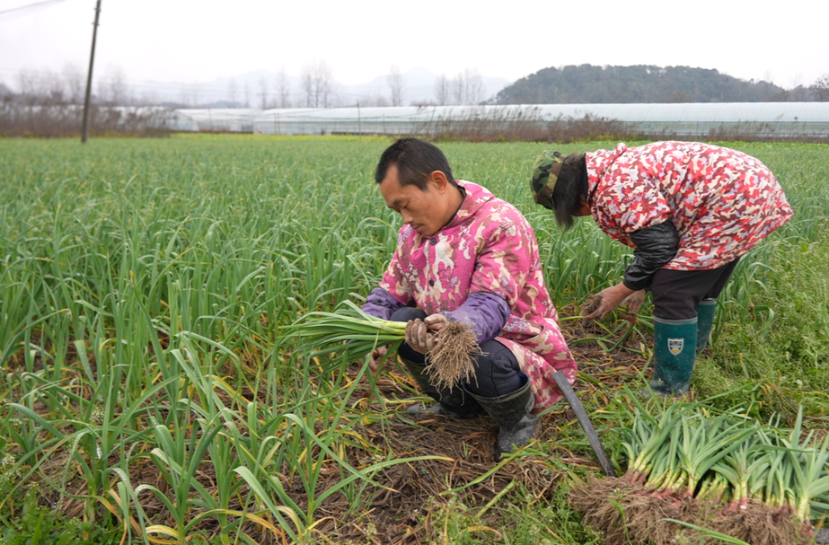 希望的田野|中方县：春风吹拂蒜飘香 田间地头采收忙