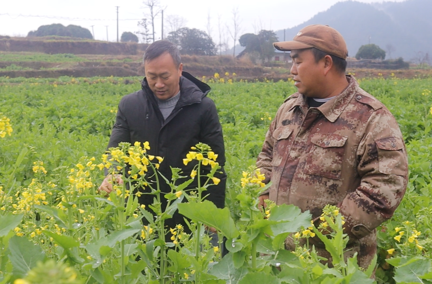 希望的田野|中方县：送农技下乡 助力油菜种植增产增收