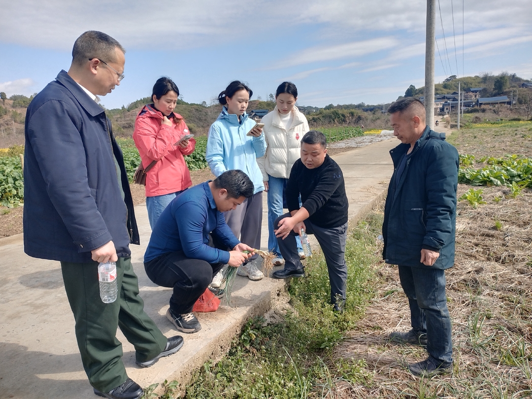 九三学社中方支社到铜湾镇调研农业特色产业发展