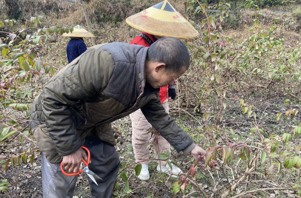 中方县铁坡镇民政社工站：开展特色活动 助力金银村残疾群体掌握金银花修剪技术