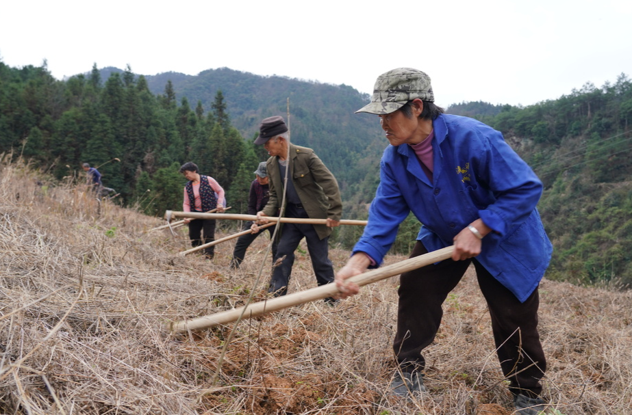 希望的田野|中方县铜湾镇：大力发展紫珠产业 积极打造“中国南方中药谷”