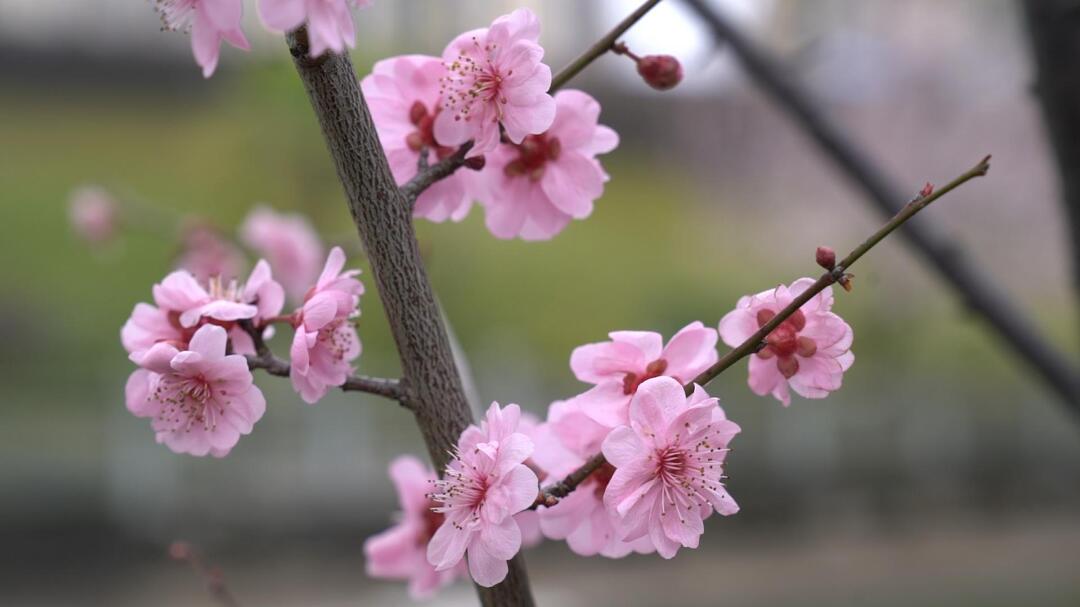 视频|红的黄的粉的白的！中方县春暖花开香满城