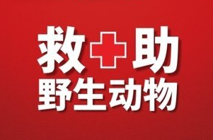 “野物”救护的湖南故事