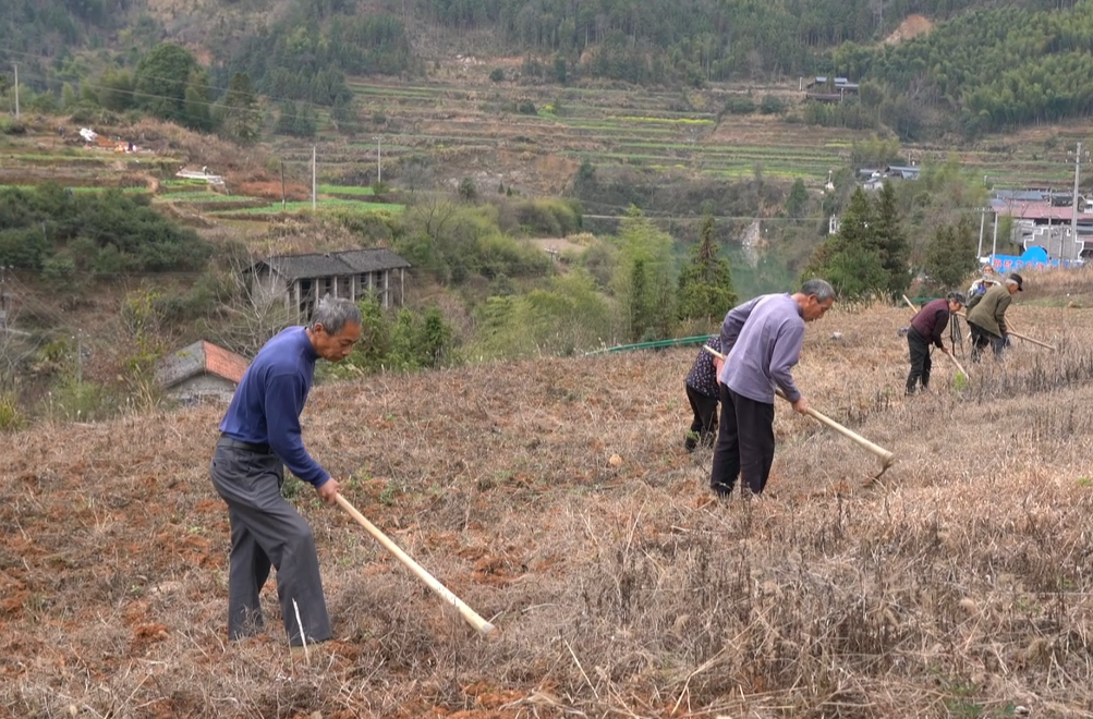 视频|中方县梅树村：中药材紫珠基地管护忙