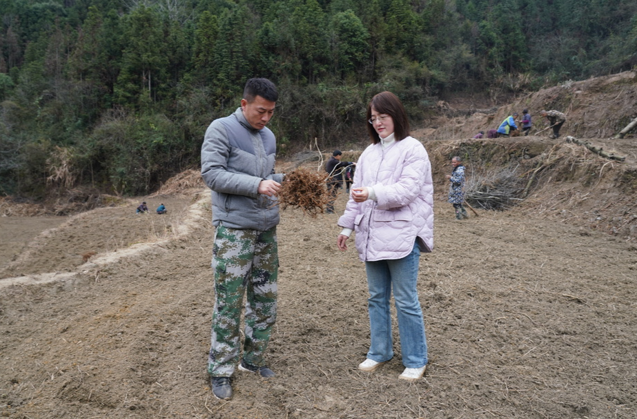 希望的田野|中方县农技专家田间地头指导中药材种植