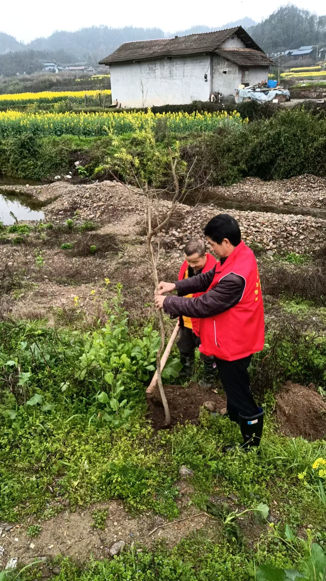 中方县袁家镇开展植树活动，提升乡村人居环境