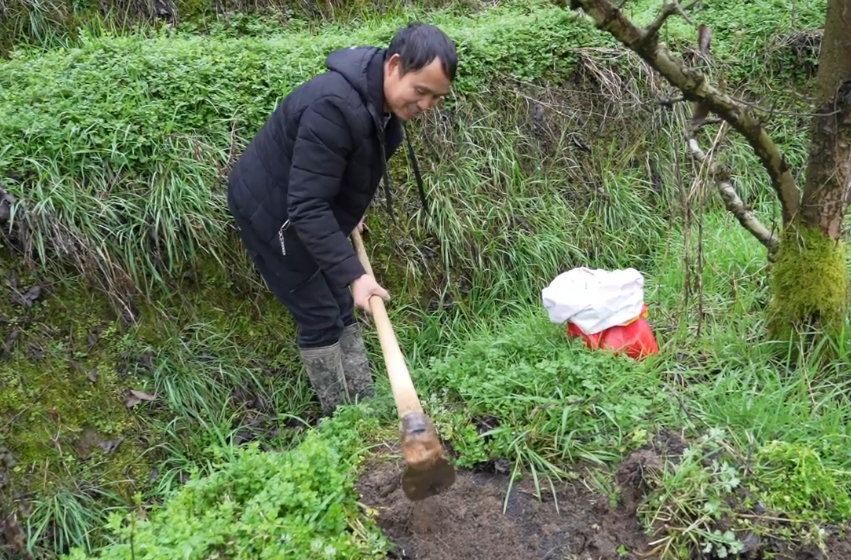 希望的田野|中方县铁坡镇：春回大地农事忙，梨树管护正当时