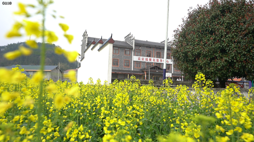 福地懷化·浪漫季|中方：一鍵開啟春日限定，油菜花盛開的金色童話