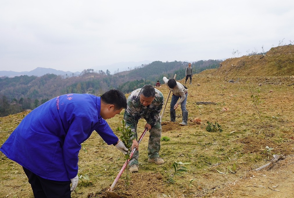 希望的田野|中方：春日油茶种植忙  栽出乡村振兴“新希望”