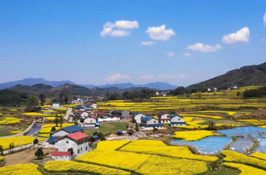 福地怀化·浪漫季|中方县：金色花海与蓝天白云相伴 是春日乡间独有的浪漫