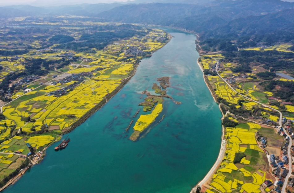 中方：13.77万亩油菜花竞相绽放  春日盛景绘“丰”景
