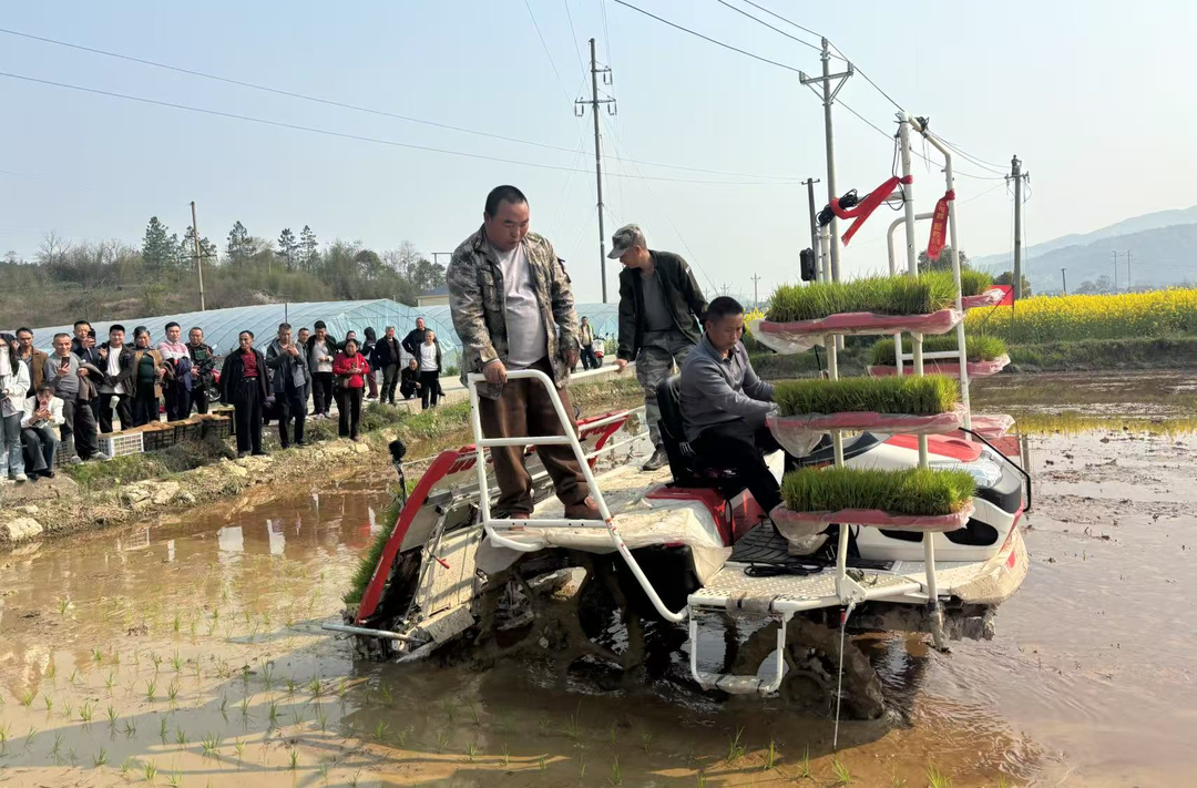 视频|中方县举办春耕备耕暨机插技术推广现场观摩会 助力农业生产升级