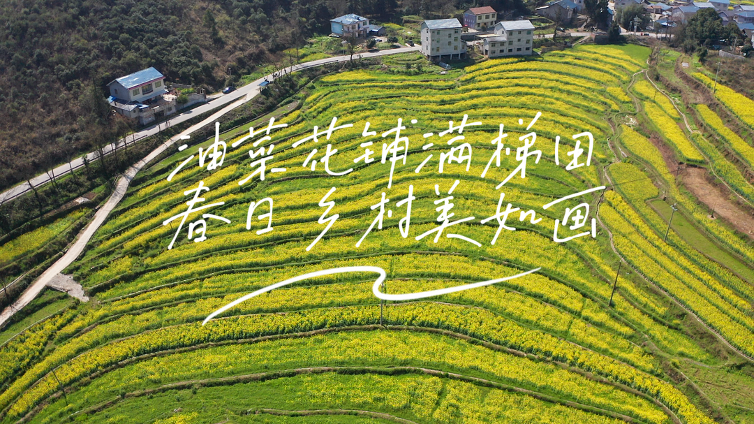 福地怀化·浪漫季|中方县千丘田村：油菜花铺满梯田 春日乡村美如画