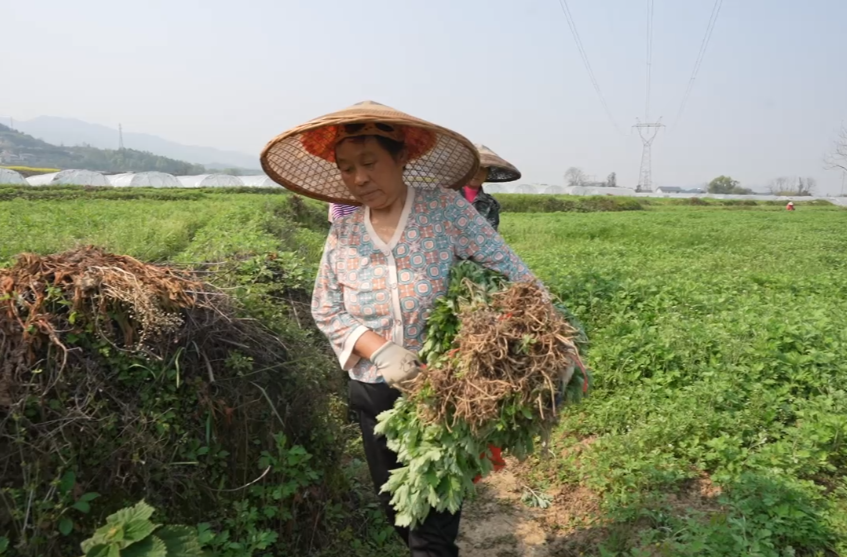 希望的田野|中方县：艾草基地拔苗忙，种苗热销助农富