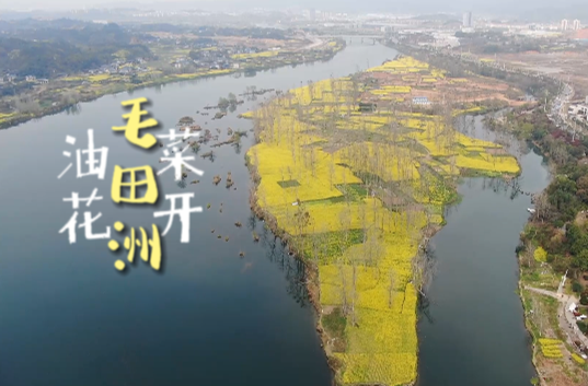 福地怀化·浪漫季｜中方：油菜花开引客来