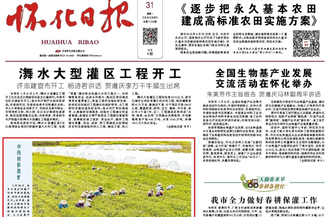 怀化日报头版|图片新闻：中方县中药材移栽忙