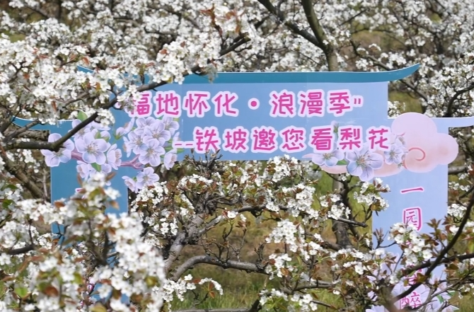 福地怀化·浪漫季|千顷雪浪绘就振兴图景 中方县铁坡镇“梨花经济”激活乡村振兴新动能