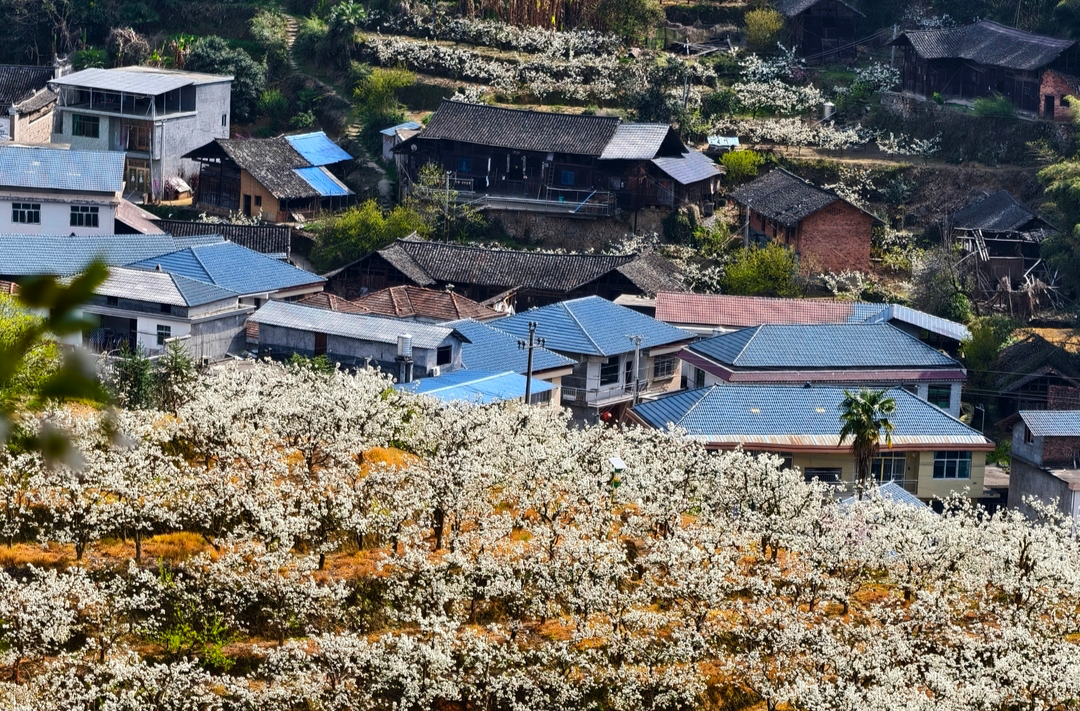 光影中方|镜聚铁坡梨园花海   共赏春日山乡美景
