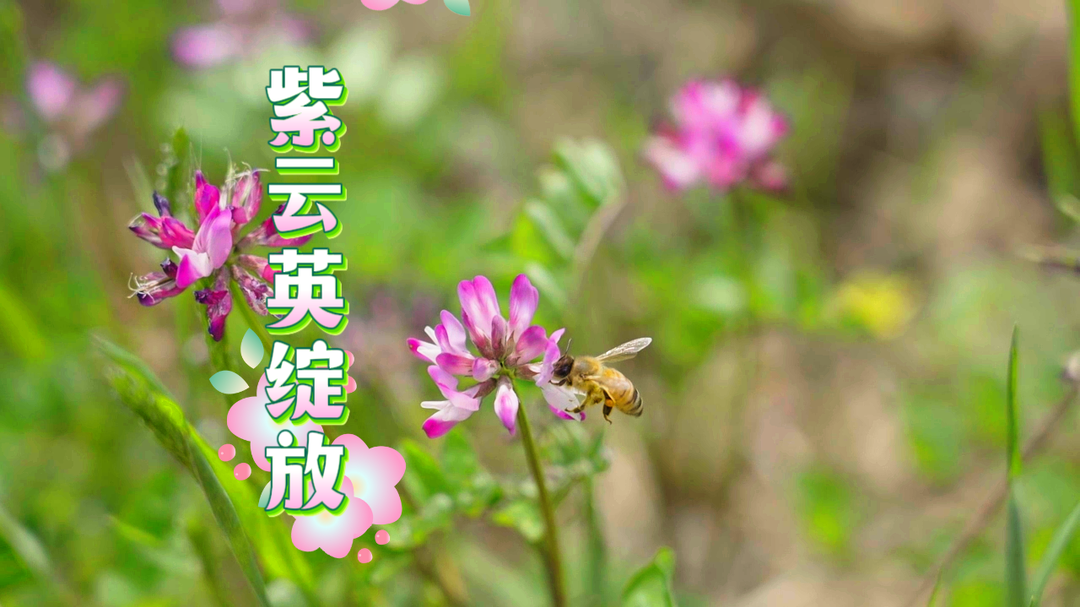 视频|中方县下坪村：紫云英浪漫绽放 绘就春日盛景