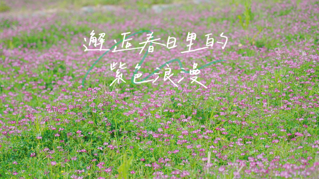 视频|中方县千丘田村：邂逅春日里的紫色浪漫