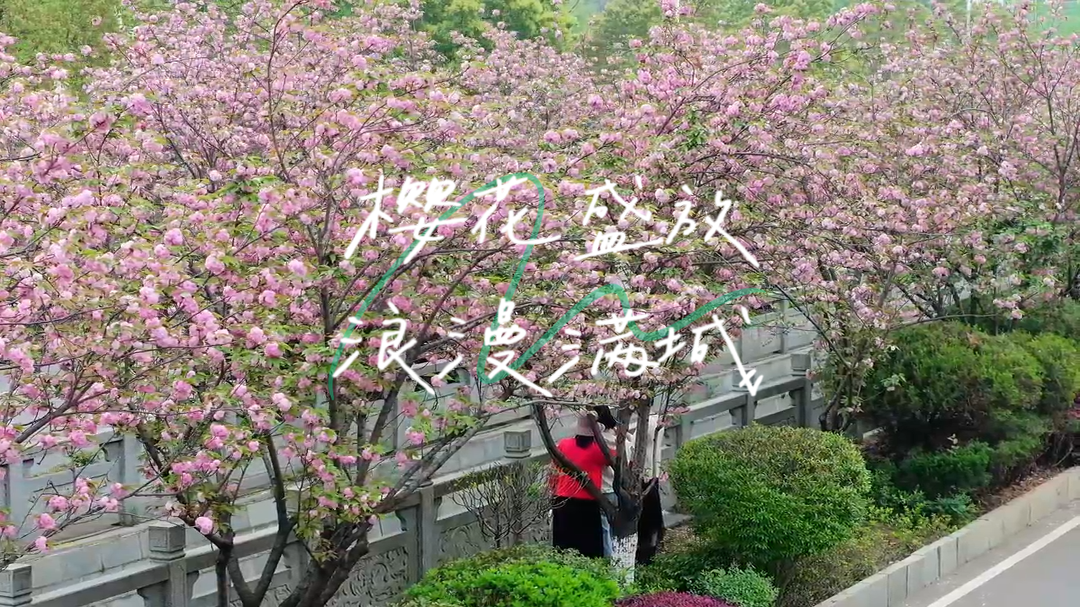 视频|中方县：樱花盛放 浪漫满城