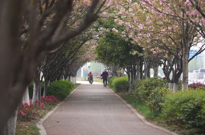 大美中方|中方县：家门口的春日盛宴 繁花织就生态画卷