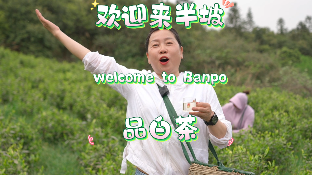 视频|村支书邀您来中方半坡品白茶！