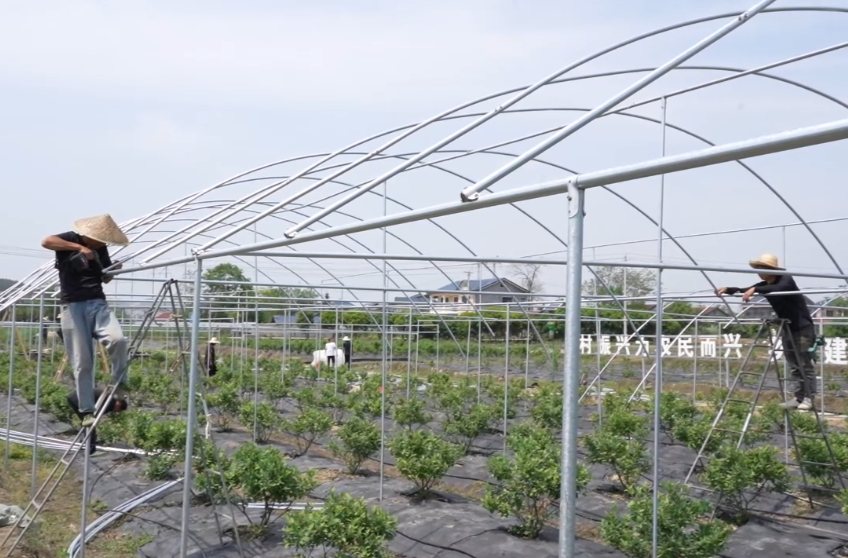 希望的田野|中方县：“棚”勃生机涌沃野 设施农业绘新景