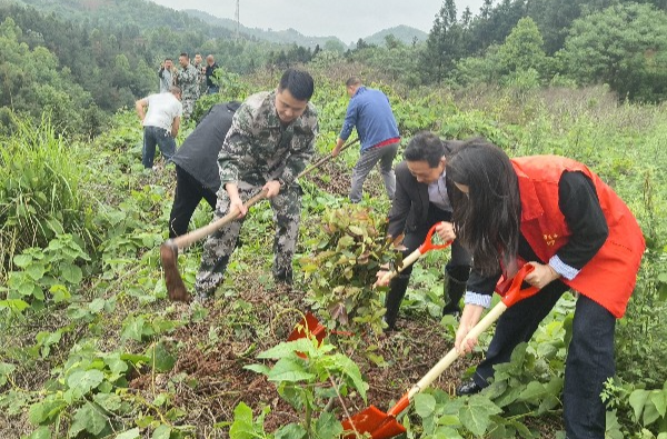 中方县桐木镇：法治护绿守青山 红色基因植沃土