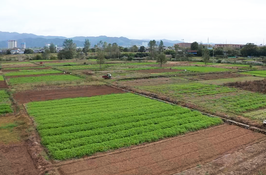 希望的田野|中方县岩头园村：精耕 “菜篮子” 致富路更宽​​