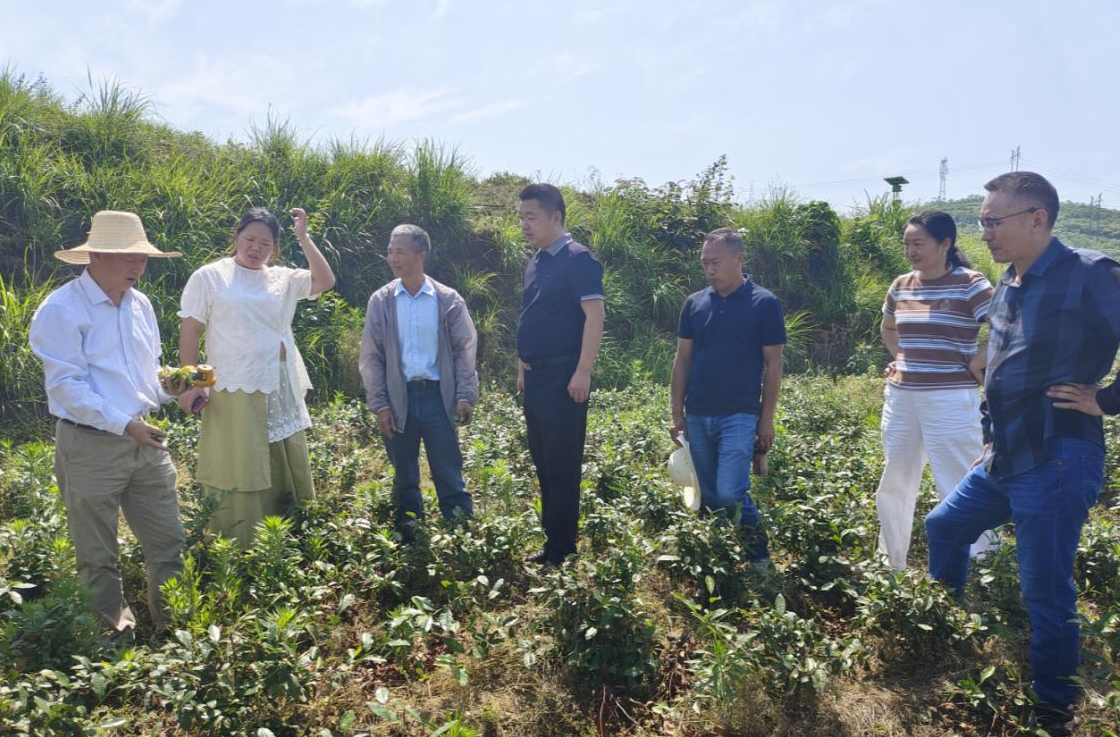 中方县花桥镇：发挥人大桥梁纽带作用 助力白茶产业发展